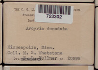 Arcyria denudata image